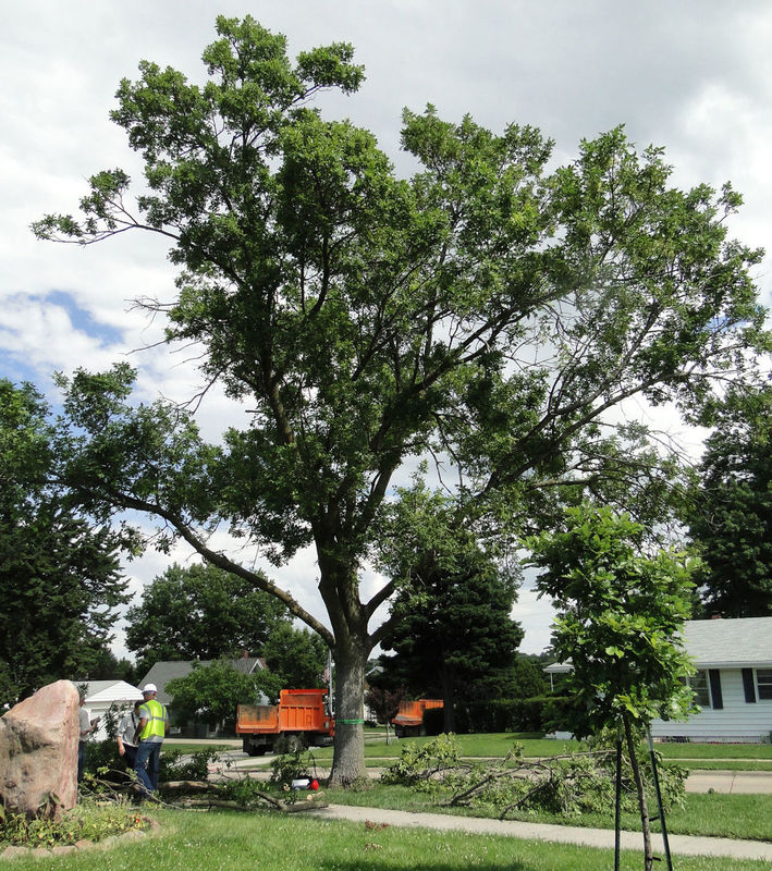 Tree Removal, Cedar Rapids Tree Service