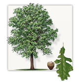 Bur oak tree graphic - Iowa's state tree